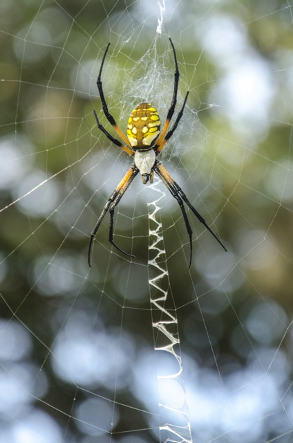Yellow garden spider (cover image, May 2020 TPW magazine)