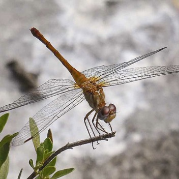 Autumn meadowhawk