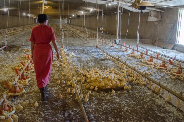 Poultry house, Mississippi, Landscapes magazine