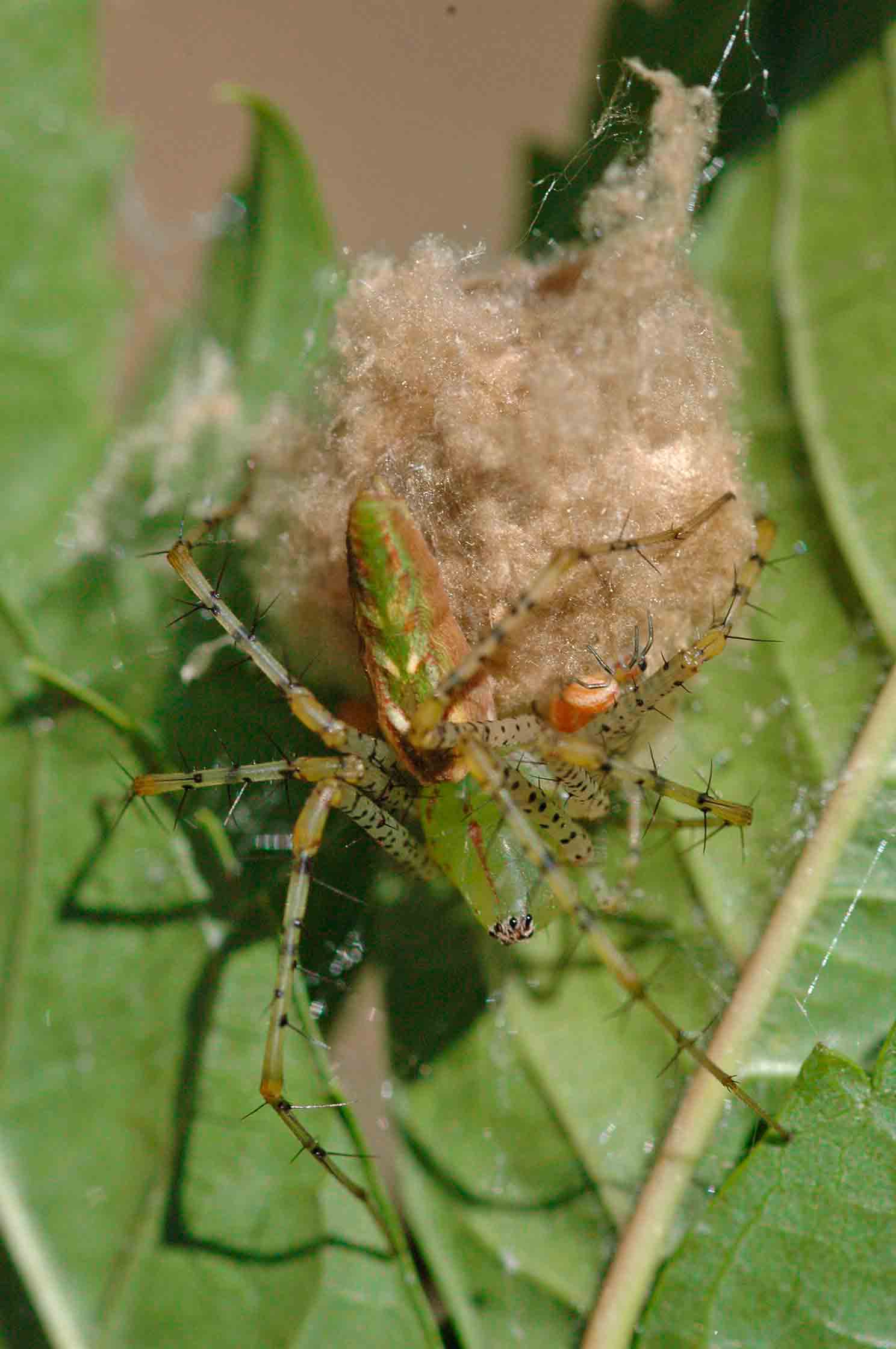 Green lynx sac