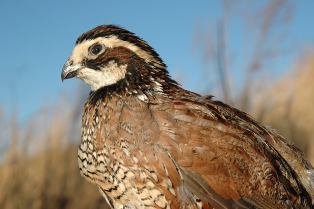 Quail